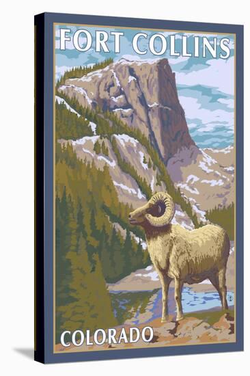 Fort Collins, Colorado - Big Horn Sheep-Lantern Press-Stretched Canvas