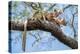 Fosa pair, mating in forest canopy, Madagascar-Nick Garbutt-Premier Image Canvas