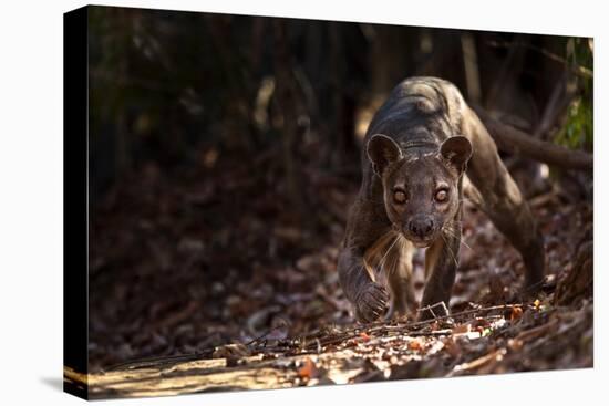 Fossa male prowling in dry deciduous forest, Madagascar-Alex Hyde-Premier Image Canvas