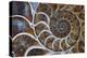 Fossil Ammonite, Upper Early Cretaceous-null-Premier Image Canvas