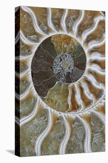 Fossil Ammonite-null-Premier Image Canvas