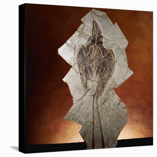 Fossil Bird-Layne Kennedy-Premier Image Canvas