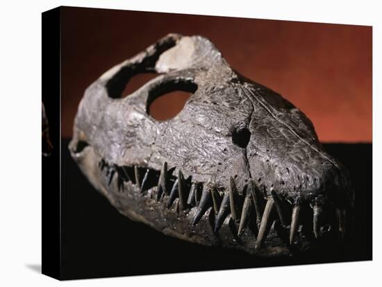 Fossil Crocodile Skull-Layne Kennedy-Premier Image Canvas