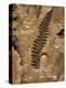 Fossil Fern Found in the Vermillion Grove Coal Mine in Illinois-Layne Kennedy-Premier Image Canvas