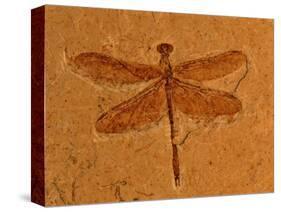 Fossil Insect, Dragonfly, Early Cretaceous, Brazil-John Cancalosi-Premier Image Canvas
