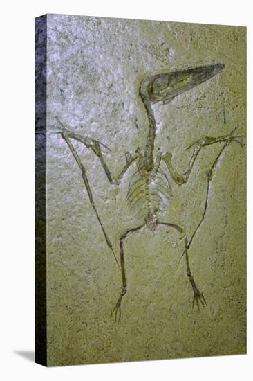 Fossil of a Pterodactyl. Artist: Unknown-Unknown-Premier Image Canvas