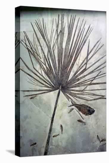 Fossil palm and fishes. Artist: Unknown-Unknown-Premier Image Canvas