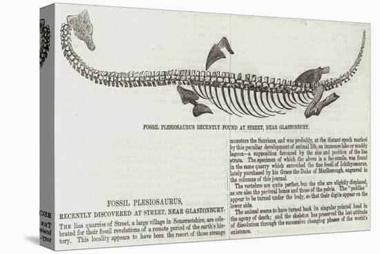 Fossil Plesiosaurus Recently Found at Street, Near Glastonbury-null-Premier Image Canvas