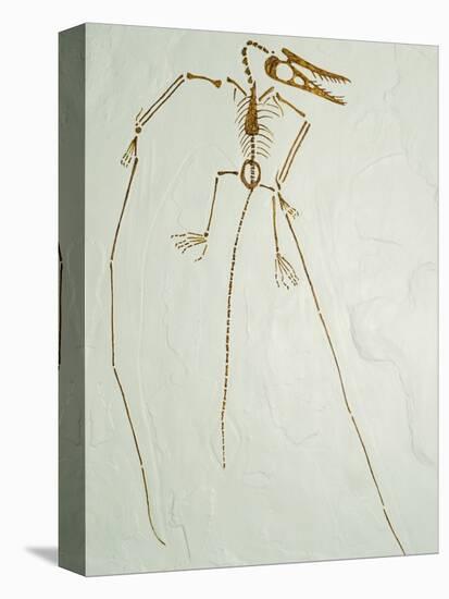 Fossil Pterosaur Ramphorhynchus gemmingi found in Bavaria-Kevin Schafer-Premier Image Canvas