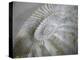 Fossil Shells I-Nicole Katano-Stretched Canvas