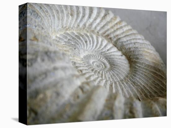 Fossil Shells II-Nicole Katano-Stretched Canvas