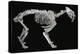 Fossil skeleton of a sabre-toothed tiger-Unknown-Premier Image Canvas