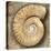 Fossil Spiral Snail Stone Real Ancient Petrified Shell over Limestone-Natureworld-Premier Image Canvas