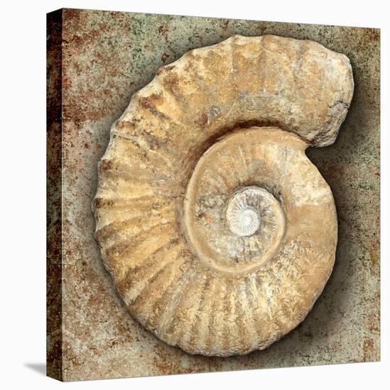 Fossil Spiral Snail Stone Real Ancient Petrified Shell over Limestone-Natureworld-Premier Image Canvas