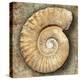 Fossil Spiral Snail Stone Real Ancient Petrified Shell over Limestone-Natureworld-Premier Image Canvas