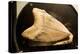 Fossil Tooth of Megalodon or Megatooth Shark Oceanopolis-null-Premier Image Canvas