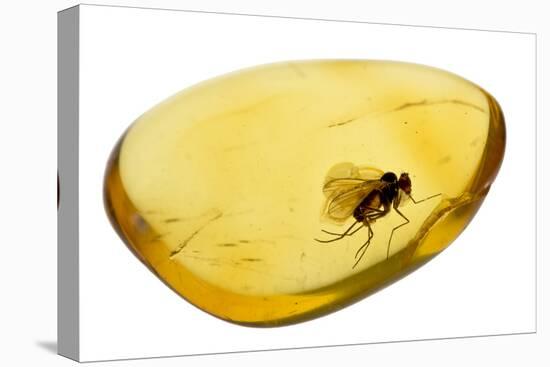 Fossilised Fly In Baltic Amber. Whole Specimen Approx 15Mm Long. Fly Approx 5Mm-Adrian Davies-Premier Image Canvas