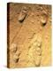 Fossilised Hominid Footprints From Laetoli-Sinclair Stammers-Premier Image Canvas