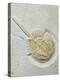 Fossilised Horseshoe Crab-Volker Steger-Premier Image Canvas