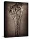 Fossilised Skull of Dinosour. Ichthyosaurus Communis-Clive Nolan-Premier Image Canvas