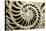 Fossilized Nautilus Shell, Nautilus Striatus-Sinclair Stammers-Premier Image Canvas