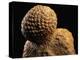 Fossilized Pine Cone-Layne Kennedy-Premier Image Canvas