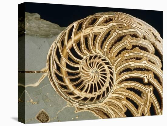 Fossilized Shell of Nautilus Striatus-Sinclair Stammers-Premier Image Canvas