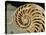 Fossilized Shell of Nautilus Striatus-Sinclair Stammers-Premier Image Canvas