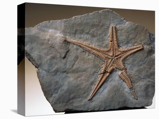 Fossilized Starfish-Layne Kennedy-Premier Image Canvas