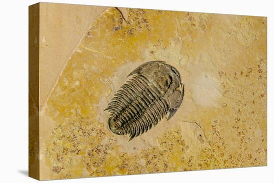 Fossils at Dinosaur Discovery, Johnson Farm, St. George, Utah-Michael DeFreitas-Premier Image Canvas