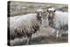 Foula Sheep on the Island of Foula. Shetland Islands, Scotland-Martin Zwick-Premier Image Canvas