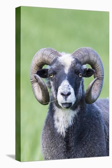 Foula Sheep on the Island of Foula. Shetland Islands, Scotland-Martin Zwick-Premier Image Canvas