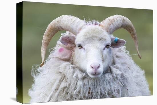 Foula Sheep on the Island of Foula. Shetland Islands, Scotland-Martin Zwick-Premier Image Canvas