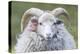 Foula Sheep on the Island of Foula. Shetland Islands, Scotland-Martin Zwick-Premier Image Canvas