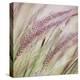 Fountain Grass 7-Ken Bremer-Stretched Canvas