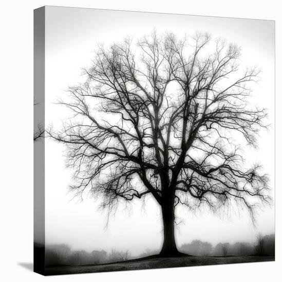Fountain Oak-Jamie Cook-Premier Image Canvas