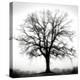 Fountain Oak-Jamie Cook-Premier Image Canvas