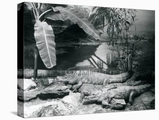 Four Alligators, in a Panorama Setting with a Banana Tree, at London Zoo in 1929 (B/W Photo)-Frederick William Bond-Premier Image Canvas