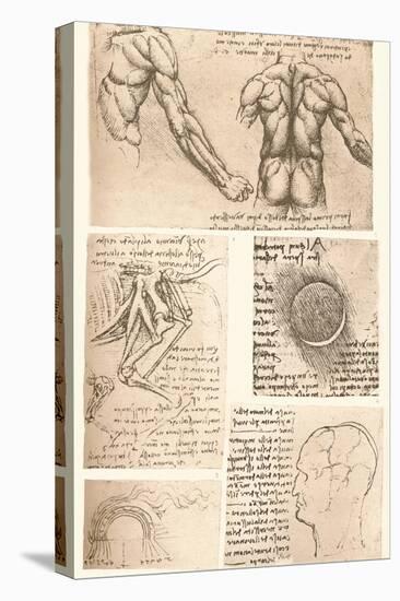 Four anatomical drawings, c1472-c1519 (1883)-Leonardo Da Vinci-Premier Image Canvas
