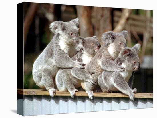 Four Australian Koalas are Shown on a Fence at Dreamworld on Queensland's Gold Coast-null-Premier Image Canvas