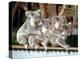 Four Australian Koalas are Shown on a Fence at Dreamworld on Queensland's Gold Coast-null-Premier Image Canvas