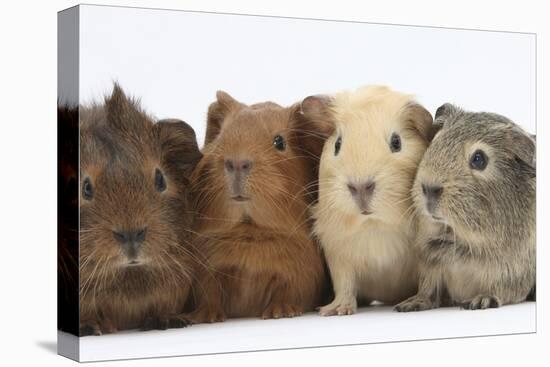 Four Baby Guinea Pigs, Each a Different Colour-Mark Taylor-Premier Image Canvas