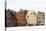 Four Baby Guinea Pigs, Each a Different Colour-Mark Taylor-Premier Image Canvas