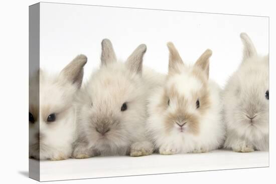 Four Baby Lionhead Cross Lop Bunnies in a Row-Mark Taylor-Premier Image Canvas