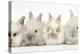 Four Baby Lionhead Cross Lop Bunnies in a Row-Mark Taylor-Premier Image Canvas