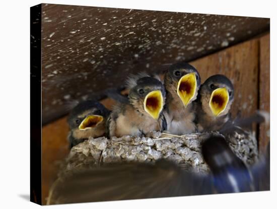 Four Barn Swallow (Hirundo Rustica), Custer State Park, South Dakota, Usa-James Hager-Premier Image Canvas