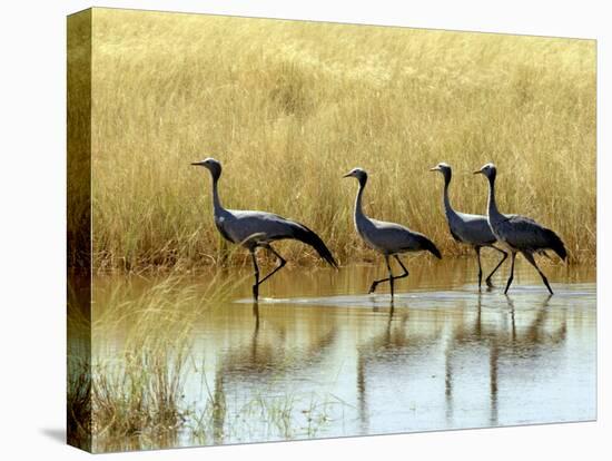 Four Blue Cranes Cross a Flooded Pan on the Edge of the Etosha National Park-Nigel Pavitt-Premier Image Canvas