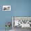 Four Border Collie Puppies-Mark Taylor-Premier Image Canvas displayed on a wall