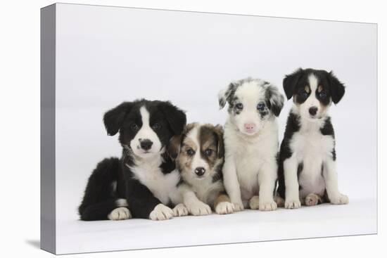 Four Border Collie Puppies-Mark Taylor-Premier Image Canvas