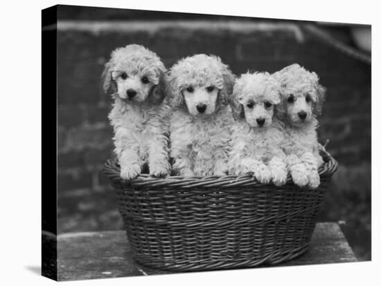 Four "Buckwheat" White Minature Poodle Puppies Standing in a Basket-Thomas Fall-Premier Image Canvas